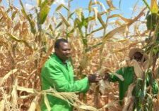 BT Maize For Higher Yields